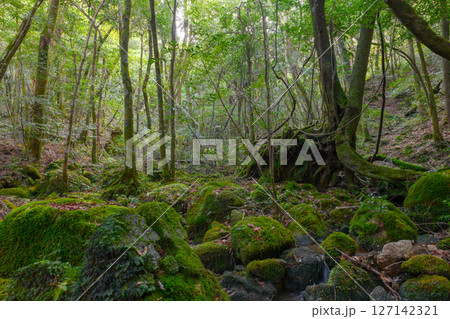 屋久島国立公園　苔が日本一きれいな森(秋 127142321