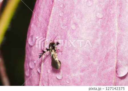 ホタルブクロの花に止まるシロテンクロマイコガ 127142375