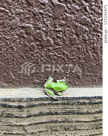 壁で休むカエル 壁で休むカエル 127142471