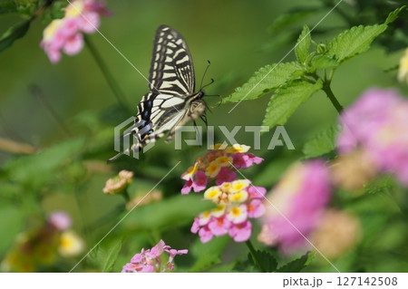 庭のランタナの花にアゲハ蝶 127142508