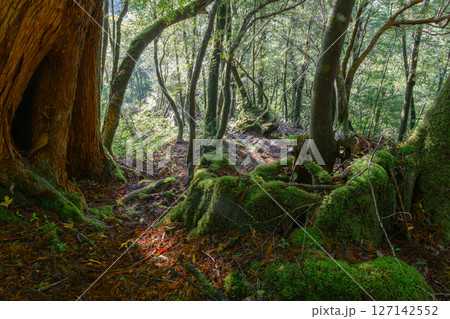 屋久島白谷雲水峡　木漏れ日と神が宿る森(秋 127142552