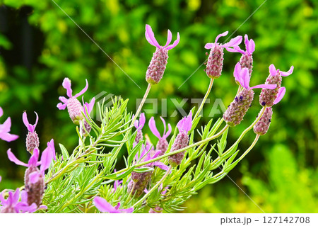 ラベンダー アボンビュー 127142708