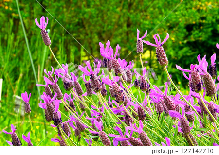 ラベンダー アボンビュー ラベンダー アボンビュー 127142710