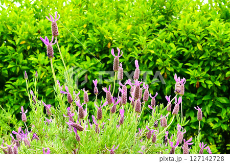 ラベンダー アボンビュー 127142728