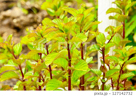 オーデコロンミント 127142732