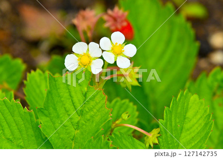 ワイルドストロベリーの花 127142735