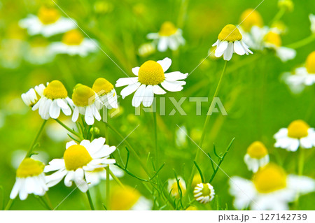 ローマンカモミール 127142739