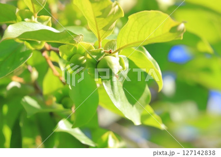 大きくなってきた柿の実　 127142838