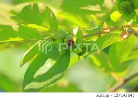 大きくなってきた柿の実 大きくなってきた柿の実 127142845