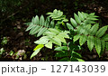 Close-up of Mountain ash or Sorbus aucuparia or rowan tree branch with fresh green leaves against dark blurred forest floor vegetation at spring day. Springtime natural background, soft focus. 127143039
