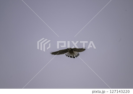 ホバリングするチョゲンボウ 127143220