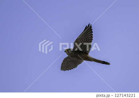 ホバリングするチョゲンボウ 127143221