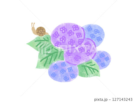 アジサイとカタツムリの手描きイラスト 127143243