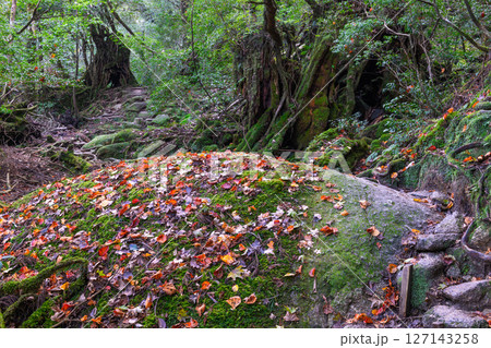 屋久島白谷雲水峡　色づいた落ち葉(秋 127143258