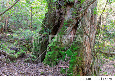 屋久島白谷雲水峡 木漏れ日と屋久杉の森(秋 屋久島白谷雲水峡 木漏れ日と屋久杉の森(秋 127143276
