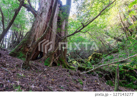 屋久島白谷雲水峡 木漏れ日と屋久杉の森(秋 屋久島白谷雲水峡 木漏れ日と屋久杉の森(秋 127143277