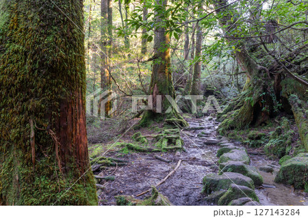 屋久島白谷雲水峡　木漏れ日と神が宿る森(秋 127143284