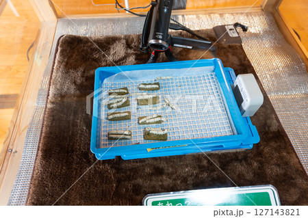 富岡製糸場 座繰り体験 おかいこ生態展示 生きた蚕 群馬県富岡市富岡 富岡製糸場 座繰り体験 おかいこ生態展示 生きた蚕 群馬県富岡市富岡 127143821