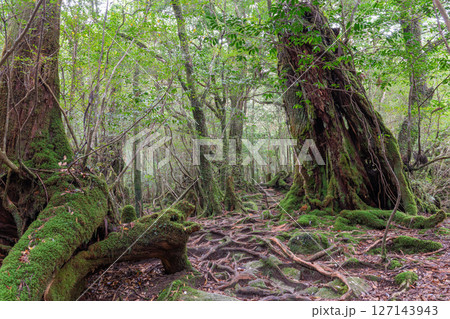 屋久島白谷雲水峡 神が宿る屋久杉の森(秋 屋久島白谷雲水峡 神が宿る屋久杉の森(秋 127143943
