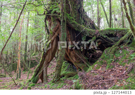 屋久島白谷雲水峡　神が宿る屋久杉の森(秋 127144013