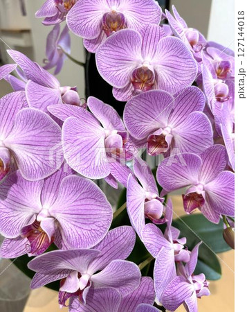 艶やかな胡蝶蘭の花、紫色のクローズアップ3 艶やかな胡蝶蘭の花、紫色のクローズアップ3 127144018