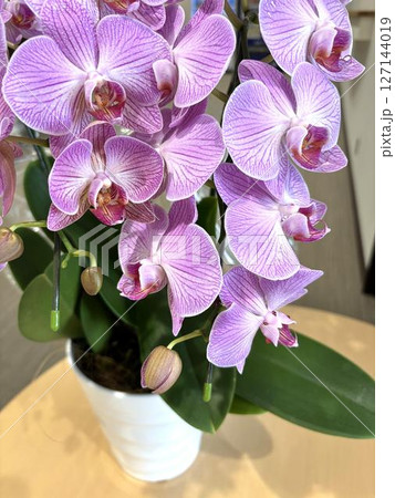 艶やかな胡蝶蘭の花、紫色のクローズアップ4 艶やかな胡蝶蘭の花、紫色のクローズアップ4 127144019
