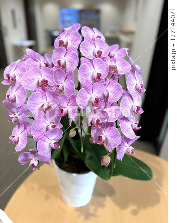艶やかな胡蝶蘭の花、紫色のクローズアップ6 艶やかな胡蝶蘭の花、紫色のクローズアップ6 127144021