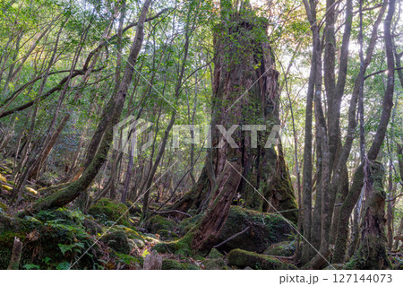 屋久島白谷雲水峡 木漏れ日と神が宿る森(秋 屋久島白谷雲水峡 木漏れ日と神が宿る森(秋 127144073