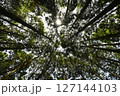 森の中から見上げた空 127144103