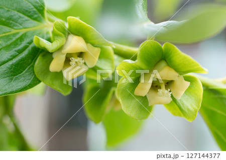 柿の花 127144377