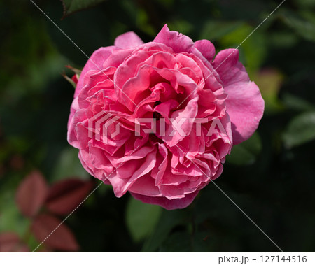 五月のバラ、アライブ 五月のバラ、アライブ 127144516