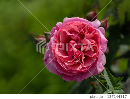 五月のバラ、アライブ 127144517