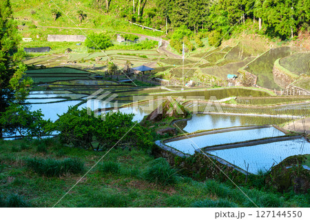 輝く早苗田 127144550