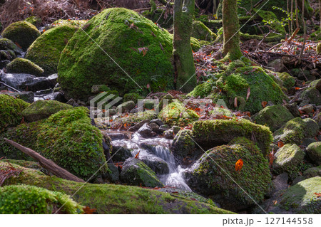 屋久島国立公園　木漏れ日と苔むす沢(秋 127144558