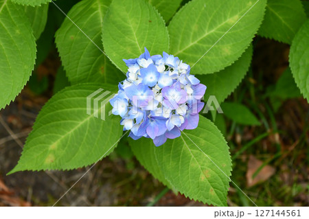 ヒメアジサイ　Hydrangea 127144561