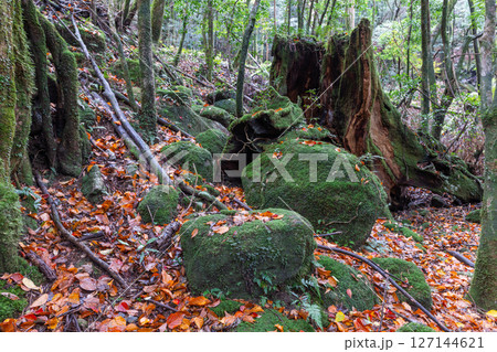 屋久島国立公園 色づく落ち葉と神が宿る森(秋 屋久島国立公園 色づく落ち葉と神が宿る森(秋 127144621