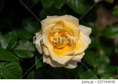 五月のバラ、アンドレ・グランディエ 127144636