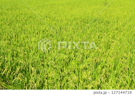稲穂 収穫間近 稲穂 収穫間近 127144719