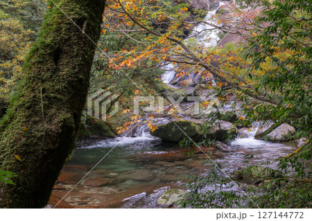 屋久島白谷雲水峡の森(11月)きれいな紅葉が映える神が住む渓谷 127144772