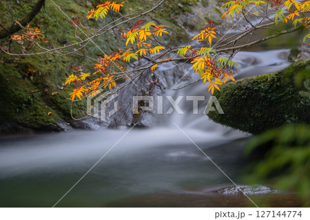 屋久島白谷雲水峡　紅葉が映える神が宿る谷(秋 127144774