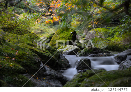 屋久島白谷雲水峡　紅葉が映える神が宿る谷(秋 127144775