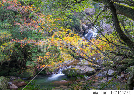 屋久島白谷雲水峡　紅葉が映える神が宿る谷(秋 127144776