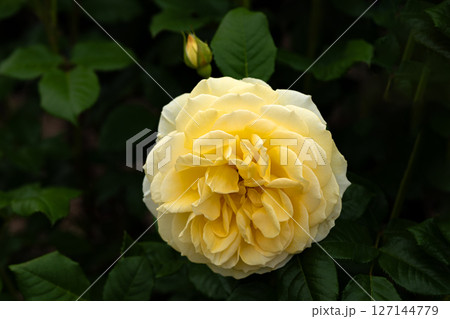 五月のバラ、イエローエタニティ 127144779