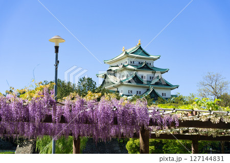 名城公園 藤の回廊と名古屋城 名城公園 藤の回廊と名古屋城 127144831