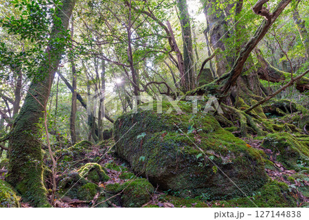 屋久島白谷雲水峡(11月)きれいな苔が映える神が住む森 127144838