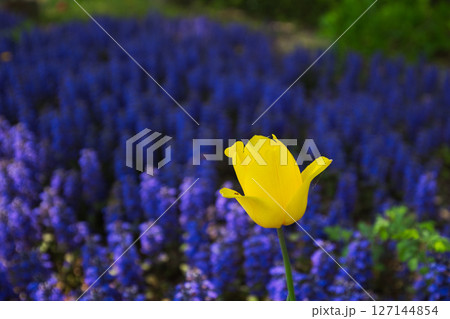 ゆりの里公園 ゆりの里公園 127144854