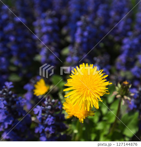 ゆりの里公園 127144876