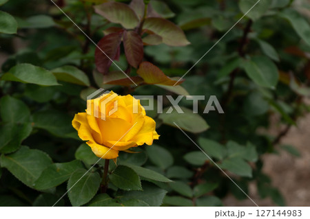 五月のバラ、インカ 127144983