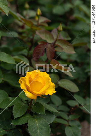 五月のバラ、インカ 127144984