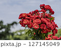 薔薇のある風景 127145049